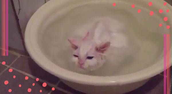 Watch! Kitten Loves Her Bath & Refuses to Leave