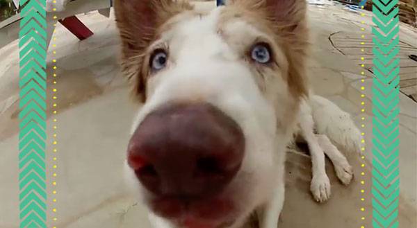 In Yo' Face! Dogs GoPro & Get Their Close-Ups [VIDEO]