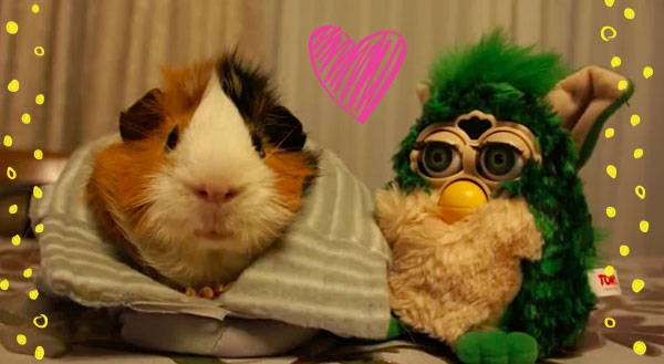This Guinea Pig is the Only Creature Not Afraid of Furbies [VIDEO]