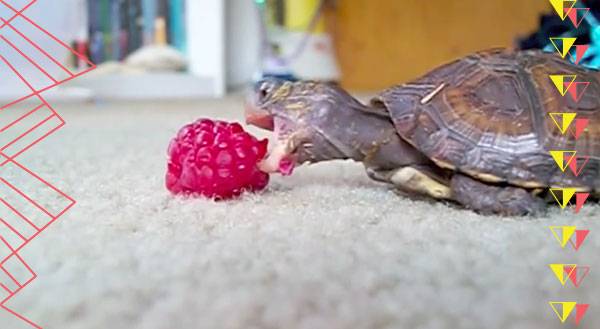 You Have to Watch This Tiny Turtle Nom Down on a Raspberry [VIDEO]