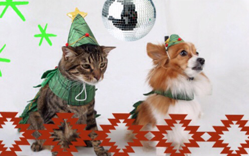 How to Throw The Perfect Holiday Party for Your Pet