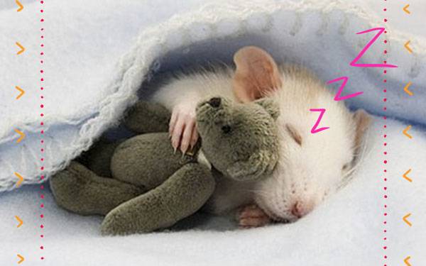 Adorable Animals with Their Stuffed Animal Besties