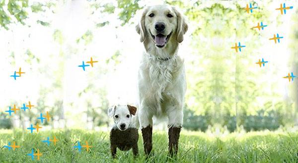 13 Muddy Puppies About to Get Their Paw Prints All Over Your Heart
