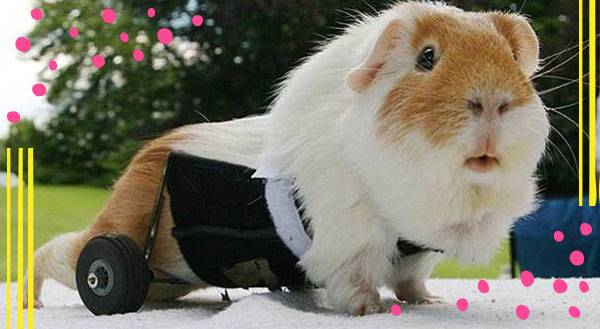 Differently Abled: 11 Pets Rockin’ it on Wheels