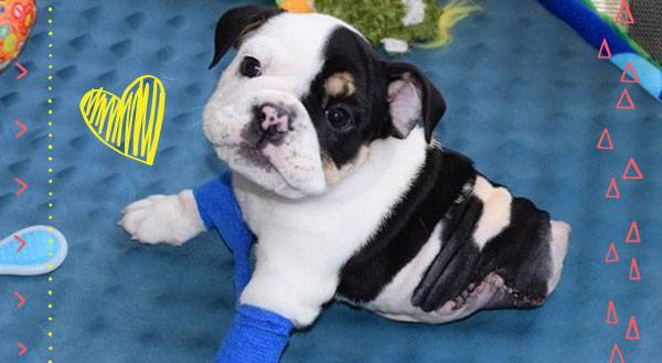 Meet Bonsai: Half a Bulldog, Twice the Love!