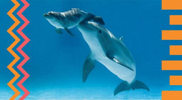 5 Ways Dolphins are the Most Helpful Mammals Alive