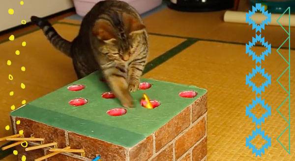 Watch This Cat Become a Whack-a-Mole Champ