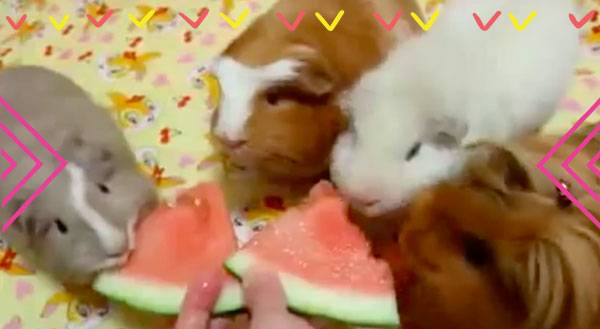 What’s Better Than a Guinea Pig Eating Watermelon? [VIDEO]