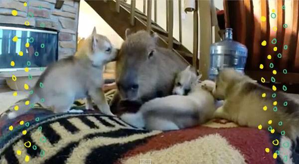 Watch Capybara Play Mary Poppins to Puppies [VIDEO]