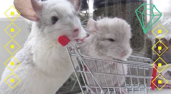 Chinchilla Babies Love to Chill in Mama’s Shopping Cart [VIDEO]