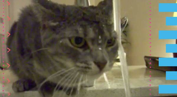Cat Beats Hangover with Kitchen Faucet [Video]