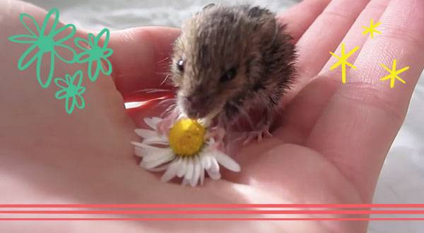 If You Give a Mouse a Flower… [VIDEO]