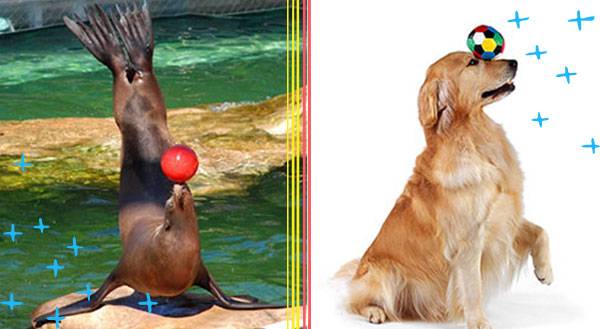 9 Reasons Why Seals are Actually Dog Mermaids