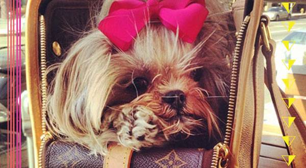 7 NON-CHIHUAHUAS That Will Bring the Pets in Purses Trend Back