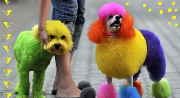 Doggie 'Do's and Don'ts: How to Safely Dye Your Pet's Fur