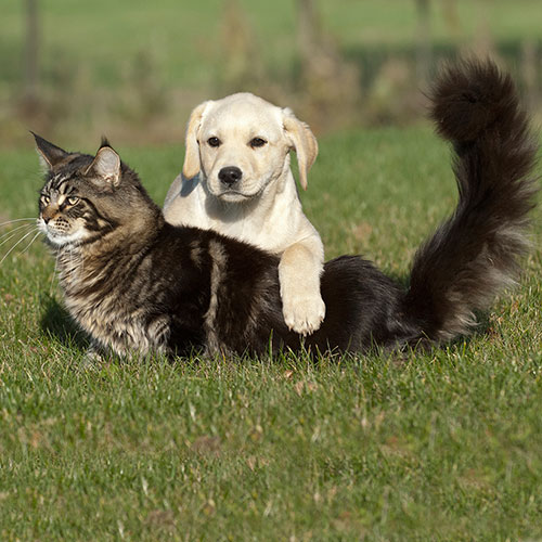 Here's why Maine Coons Are the Coolest Cats Around - Freak 4 My Pet