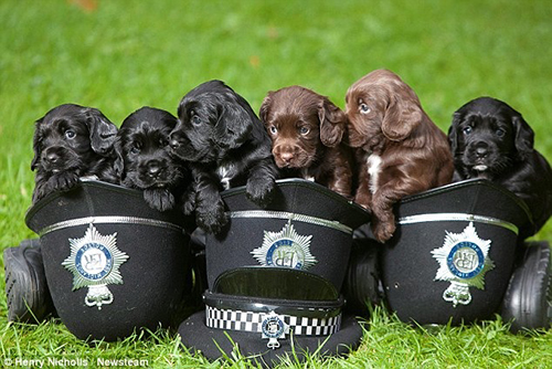 cute puppy police