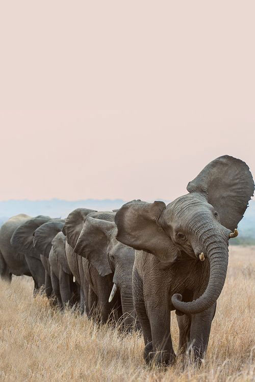 elephants 5