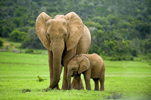 elephants 6