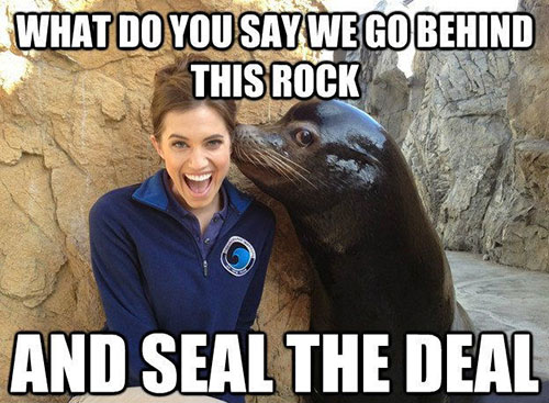 SealDog7