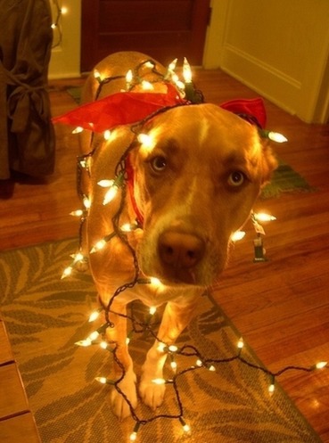 sneak your pet into a holiday party 5