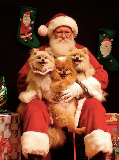 throw your pet a holiday party6