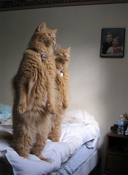 StandingCats 12