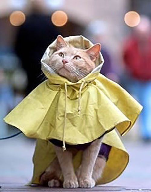 It's Raining Cats & Dogs! 11 Pets in their Cutest Rain Gear - Freak 4 ...