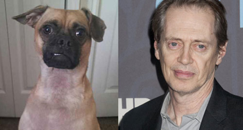 celebrity look alikes animals