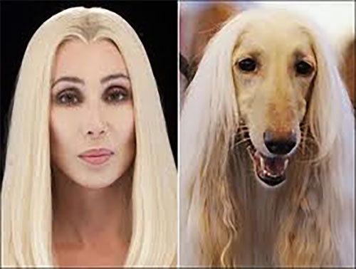 celebrity look alikes animals