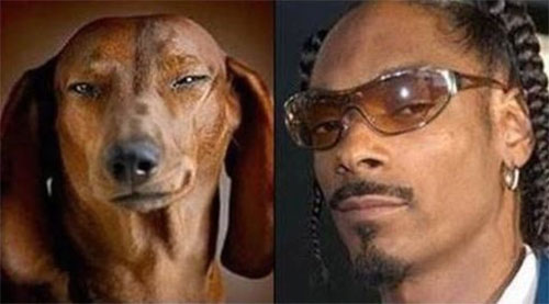 celebrity dogs look like