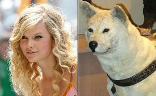 celebrity dogs look like