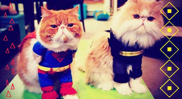 Check Out These 11 ADORABLE Comic Con-Ready Pets!