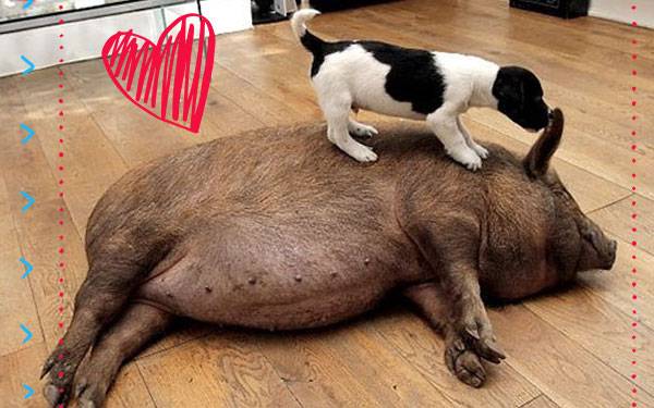 17 Animal “Odd Couples” That are Way Cuter than Oscar and Felix
