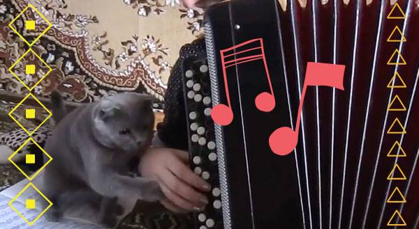 Cats Hate Accordion Music Just as Much as We Do [VIDEO]