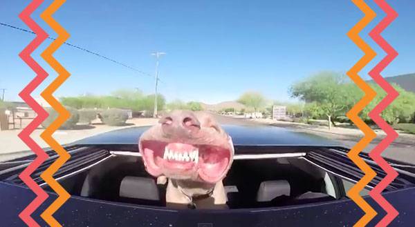 This Dog Loves Feeling the Wind in His Cheeks [VIDEO]