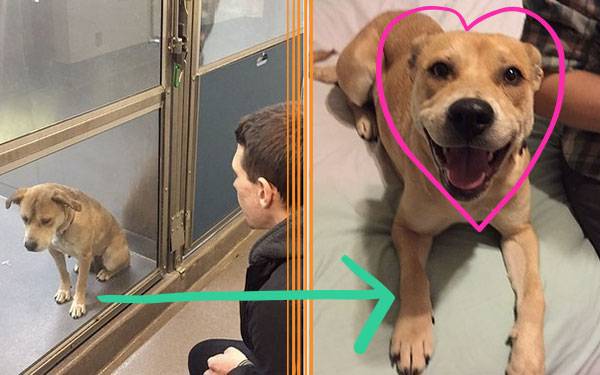 11 Remarkable Rescue Pet Transformations
