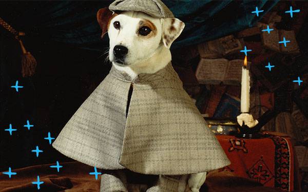 9 Animal Actors With Better Careers than Most Human Actors