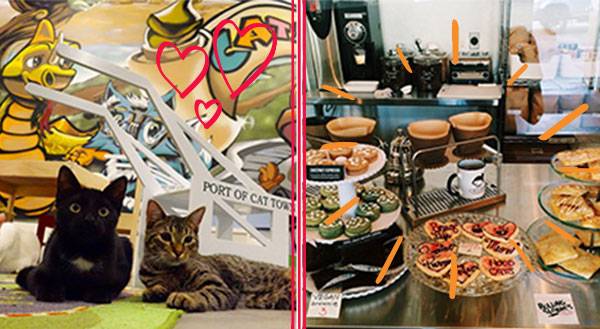 Cat Cafes: Come for the Coffee, Stay for the Kitties