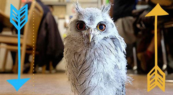 Owl Drink to That: A Look at London’s First Owl Cafe