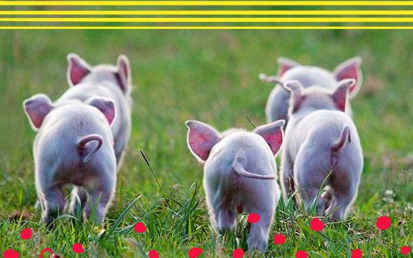 These 13 Little Piggies Celebrated National Pig Day