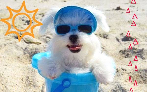 11 Hot Pet Looks for Summer