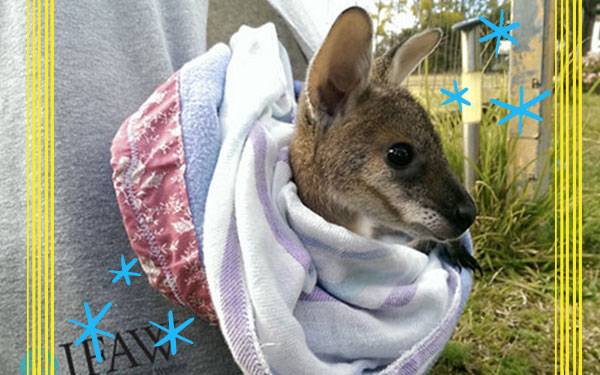 Help Baby Kangaroos With Just A Needle and Thread