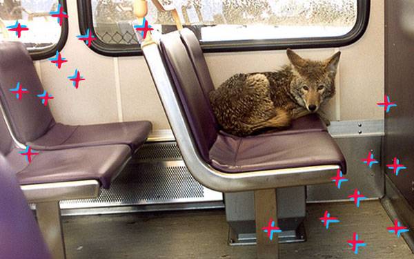 5 Animals Who Were Commuting Way Before That Bus Riding Dog