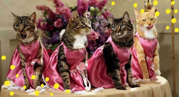 Plan the Cutest Wedding Ever with a Pet-Filled Bridal Party