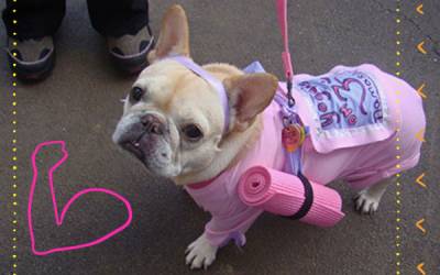 11 Dogs That are in Better Shape Than You Are - Freak 4 My Pet