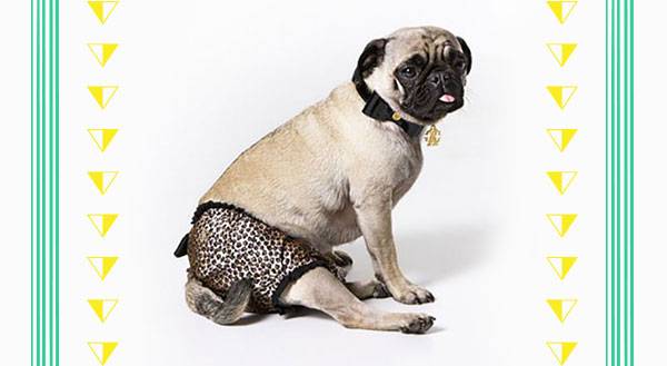 11 Ridiculously Expensive Accessories for Your Label Loving Pet - Freak 4  My Pet