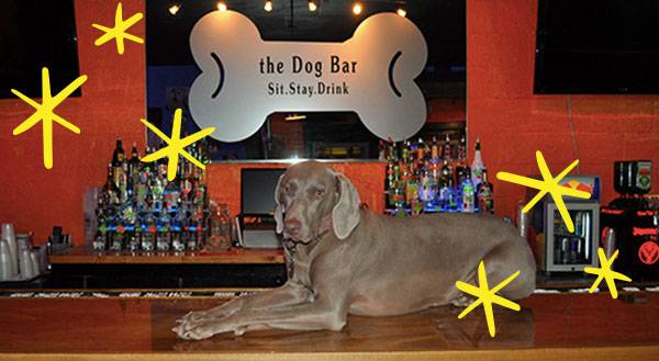 Bone Appétit: 9 Awesome Dog-Friendly Restaurants