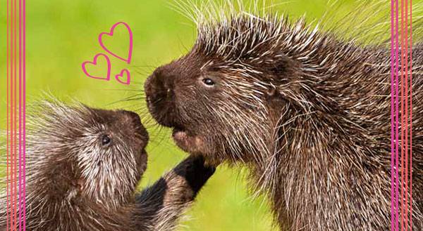 7 Strong Points Proving That Porcupines are the Perfect Pets