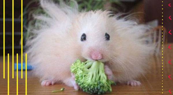 11 Animals That Are Having a Bad Hair Day